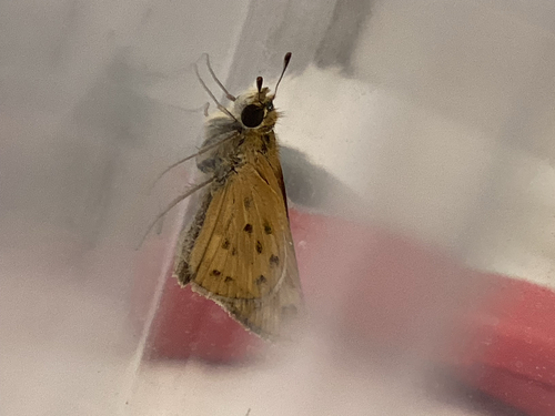 Fiery Skipper