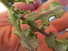 Senecio agapetes