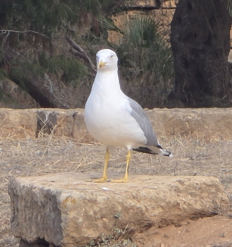 Yellow-legged Gull