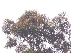 Nectandra oppositifolia