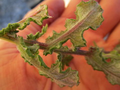 Senecio agapetes