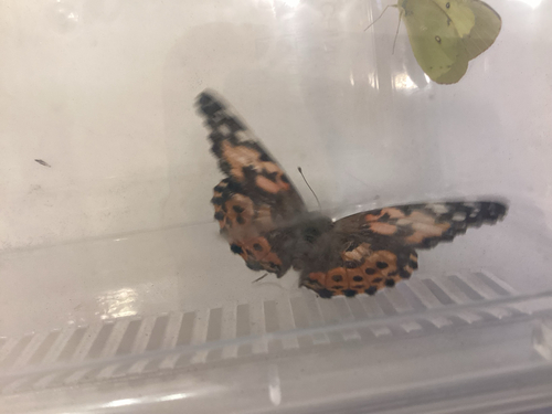 Painted Lady