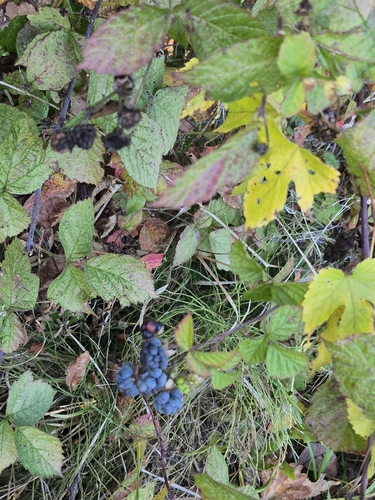 European dewberry