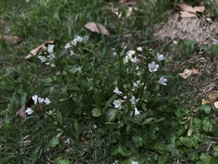 Lysimachia candida