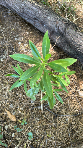 Myoporum sandwicense observed 2026-10-16