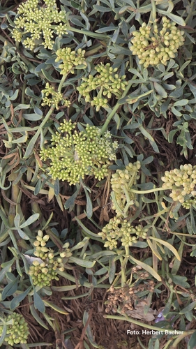 rock samphire