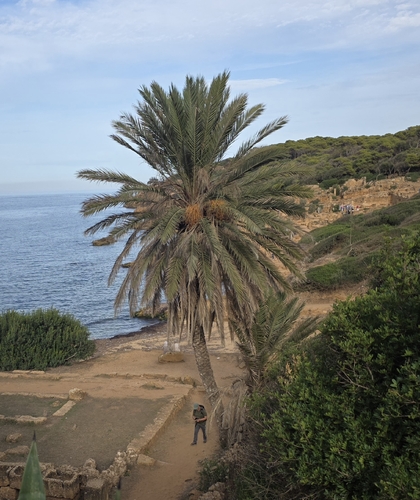Date Palm