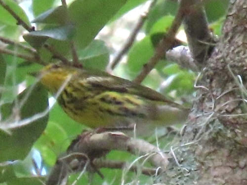 Cape May Warbler