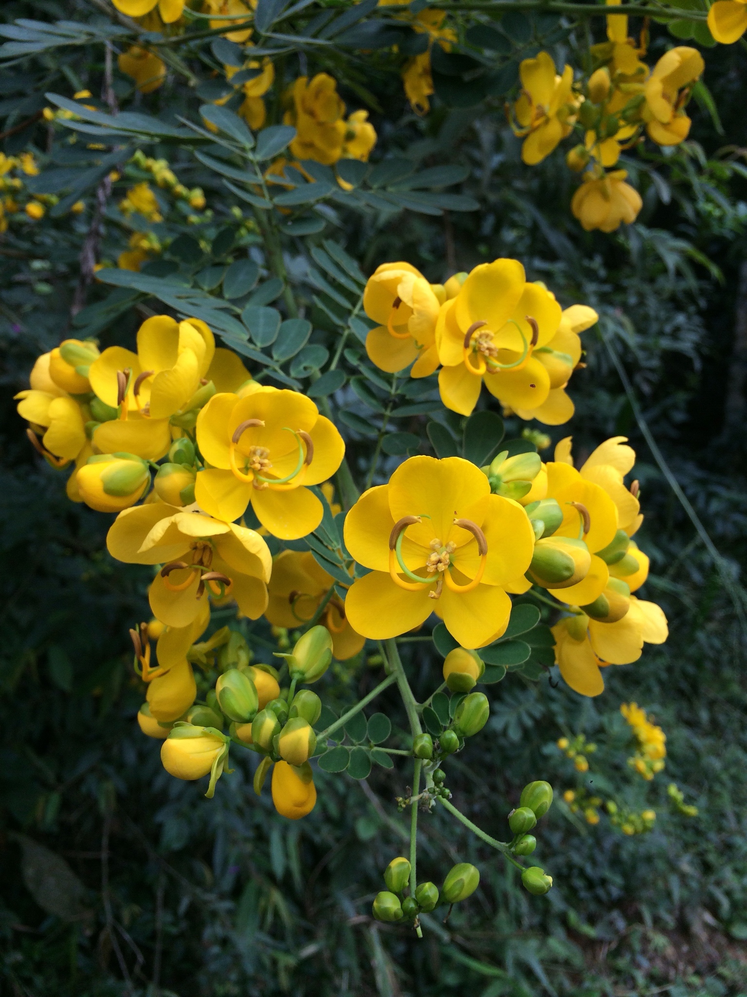Senna pendula