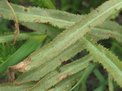 Puccinia sii-falcariae