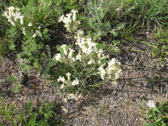Silene jeniseensis