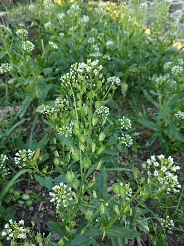 field penny-cress