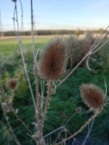 wild teasel