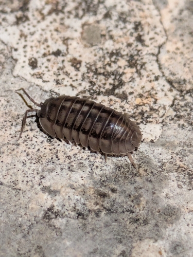Nosy Pill Woodlouse