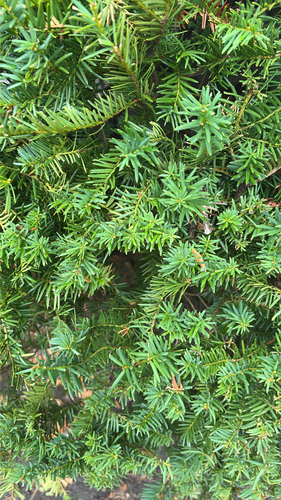 Taxus cuspidata observed 2026-10-16