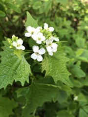 Alliaria petiolata