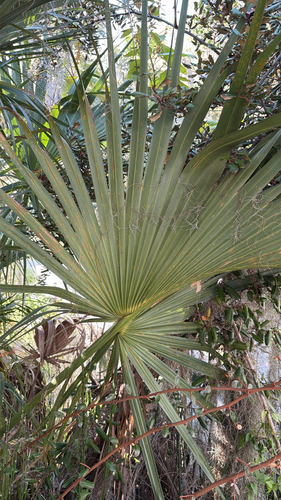 cabbage palmetto
