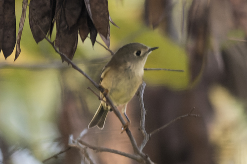 Ruby-crowned Kinglet