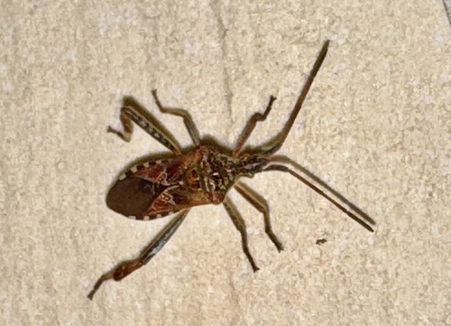 Western Conifer Seed Bug