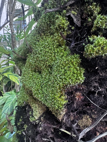 Octoblepharum albidum observed 2026-10-16