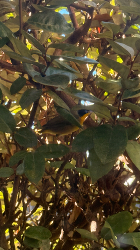 Common Yellowthroat