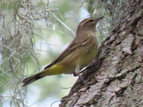 Palm Warbler
