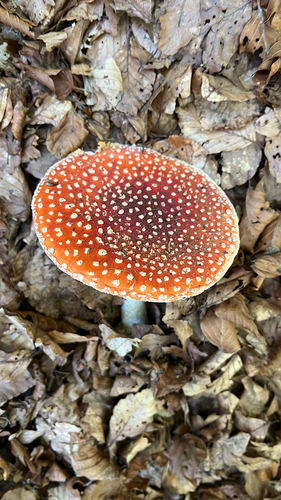 Fly Agaric