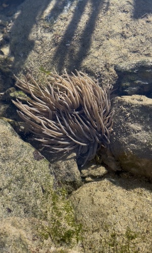 snakelocks anemone