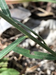 Crotalaria montana