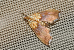 Agrotera nemoralis