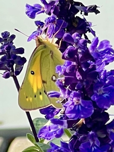 Orange Sulphur