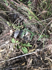 Crotalaria montana