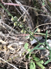 Crotalaria montana