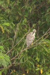 Nycticorax nycticorax