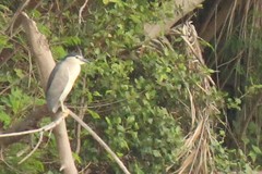 Nycticorax nycticorax