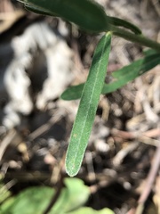 Crotalaria montana