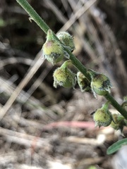 Crotalaria montana