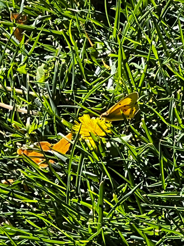 Orange Sulphur