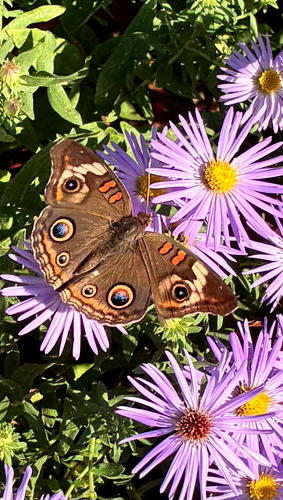 Common Buckeye