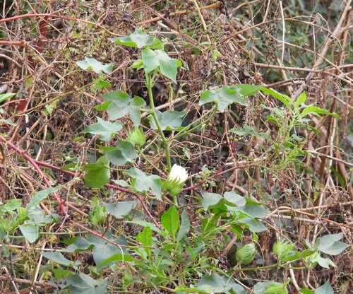 Gossypium hirsutum observed 2026-10-16