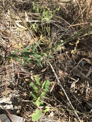 Crotalaria montana