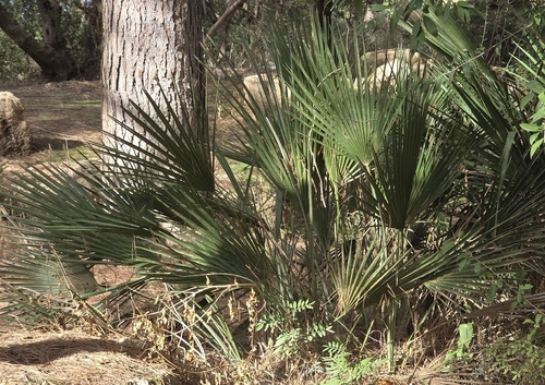 Mediterranean fan palm