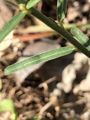 Crotalaria montana