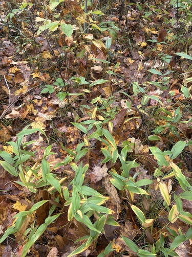 Panicum latifolium observed 2026-10-16