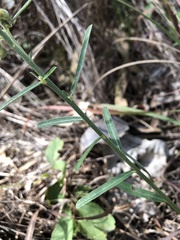 Crotalaria montana