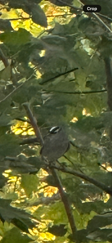 White-crowned Sparrow