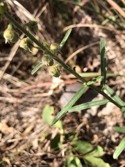 Crotalaria montana