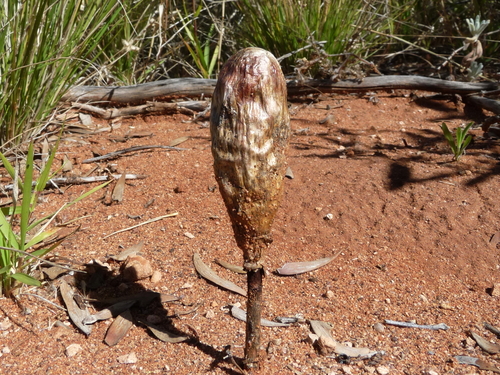 Desert Shaggymane