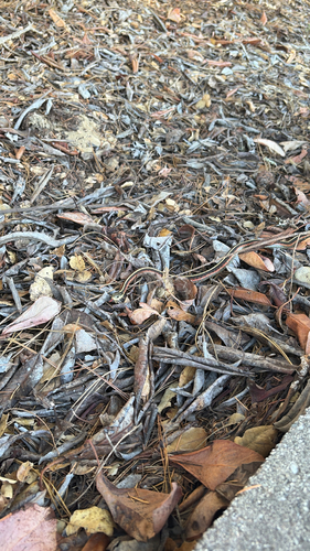 Coast Garter Snake observed by nikkabl