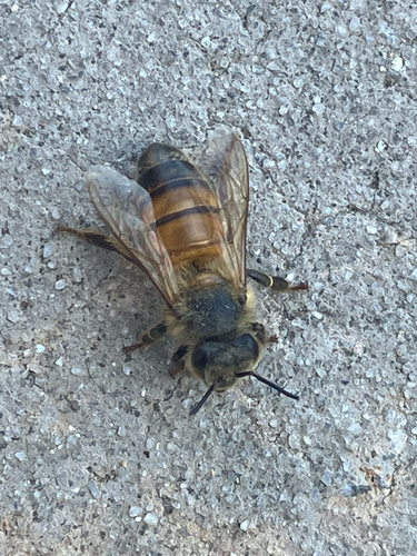 Western Honey Bee